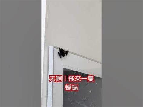 蝙蝠飛進家裡要消毒嗎